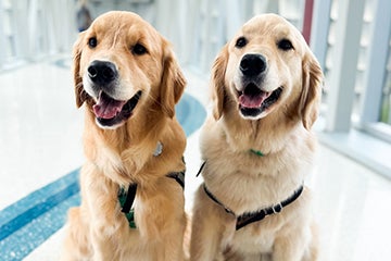 Wanda and Sydney PetsRX